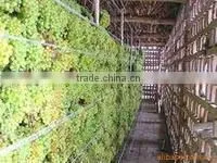 Green raisin-Kington Fruit