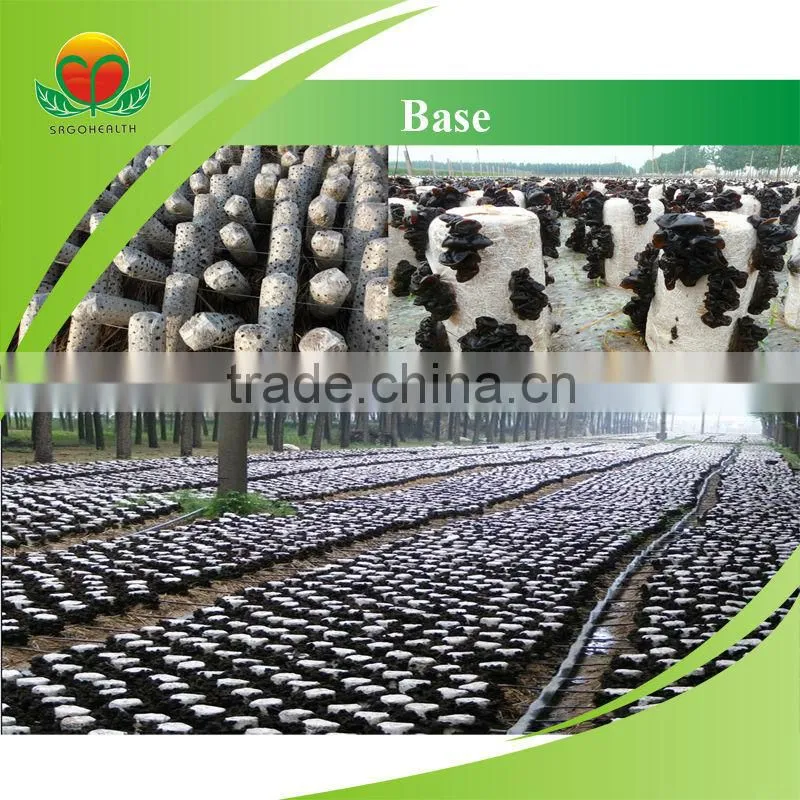 Lower Price Black Fungus Powder