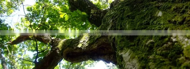 Luxury and Premium Interior Furniture Custom Design with Hinoki Cypress Made in Japan