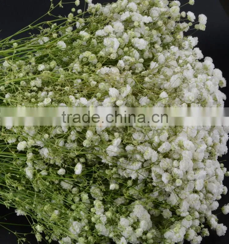 Excellent quality best selling fresh excellent quality fresh gypsophila