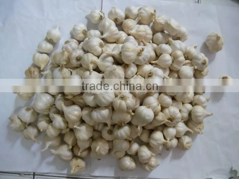 LySon Garlic