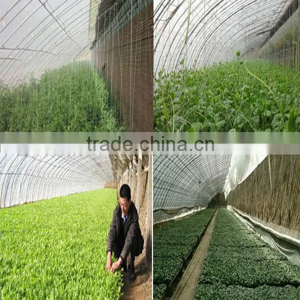 Agricultural Solar Greenhouse For sale
