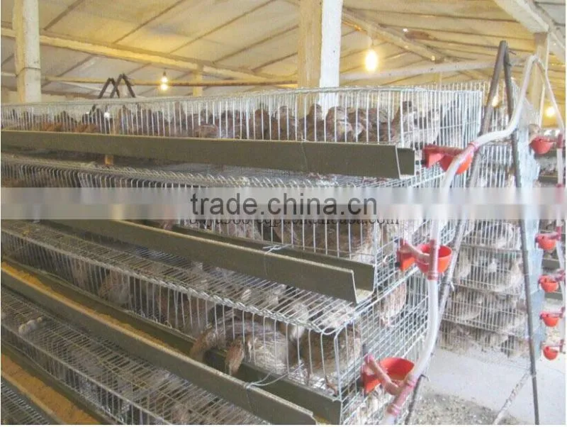 galvanized quail cage with automatic system