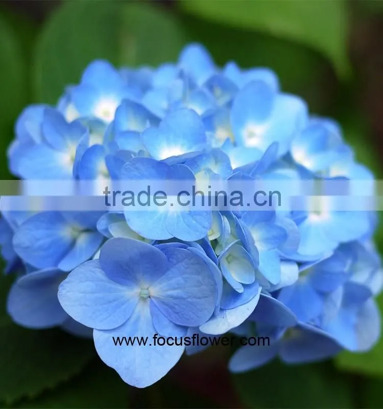Alibaba Com High Quality Buy Fresh Hydrangeas From Yunnan China