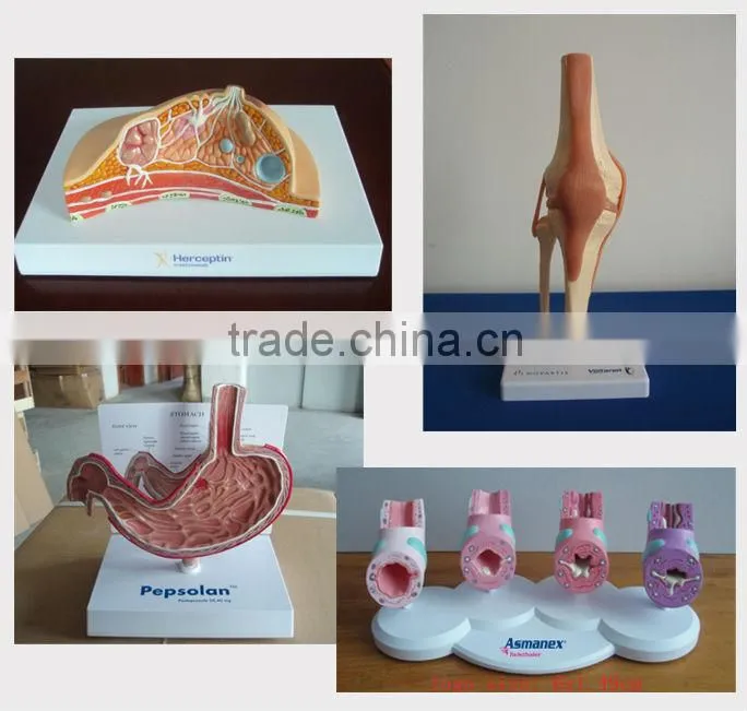 V-AM036 Plastic Human Knee Anatomic Model
