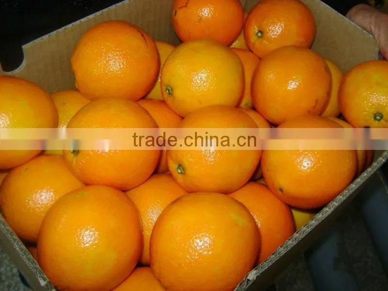 China Navel Orange