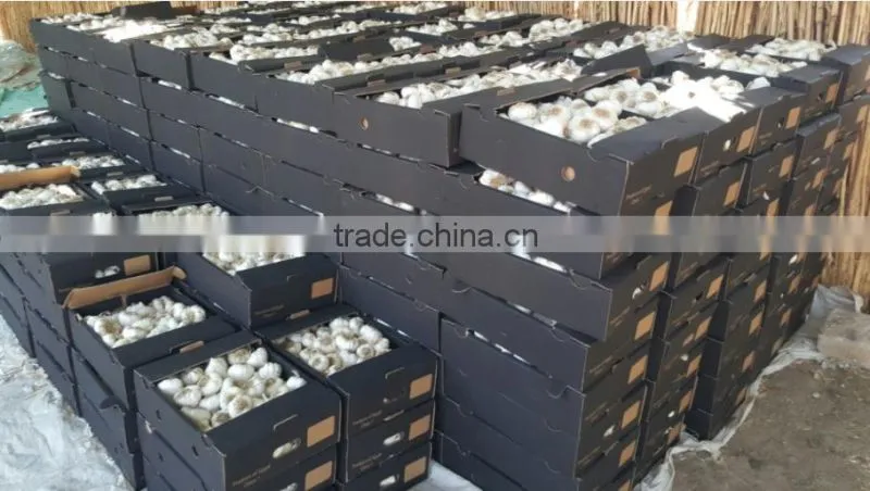 Takings Egyptian Garlic...dry garlic with best quality