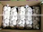 white garlic