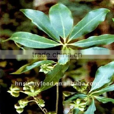 Dried Star aniseed