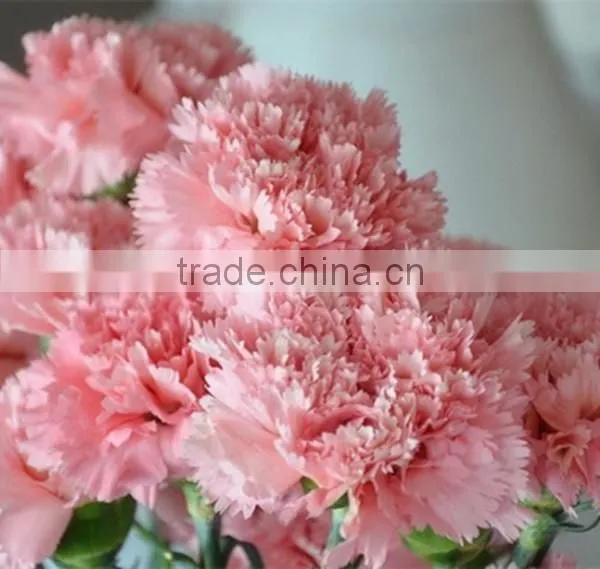fresh cut flower pink carnation from china mother's day