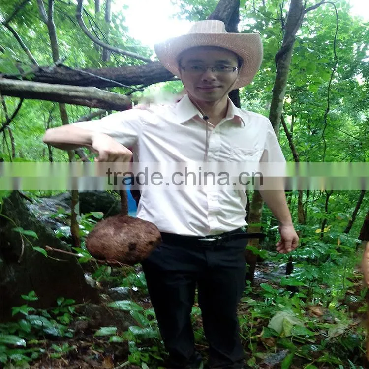High quality black pueraria mirifica essential oil for men