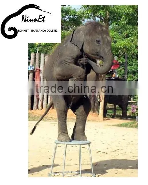 Wood Carved Elephant from Thailand