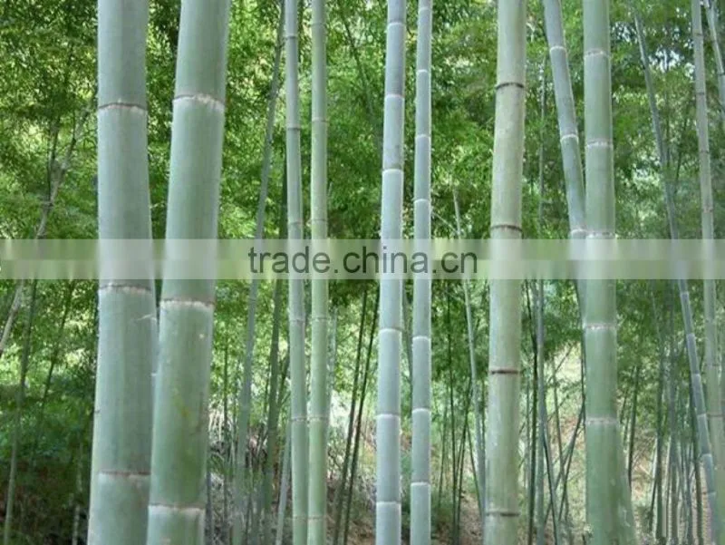 bamboo bowl