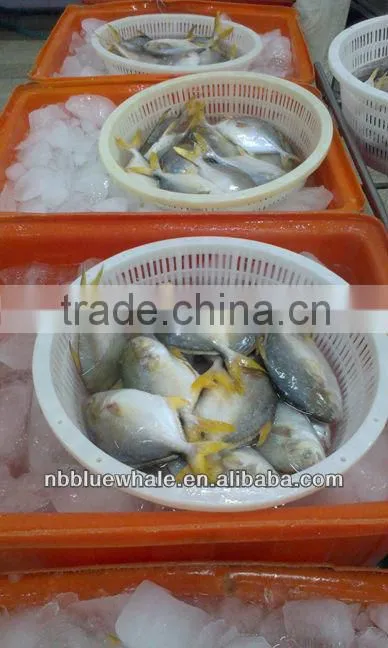 chinese pomfret 300-500G 400-600G frozen pomfret fish