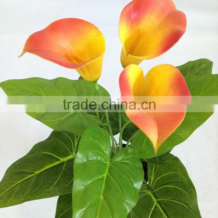 wholesale potted calla lily bonsai for table decoration