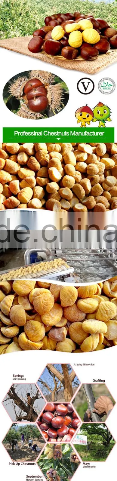 Hot sales IQF Chestnuts frozen chest nut