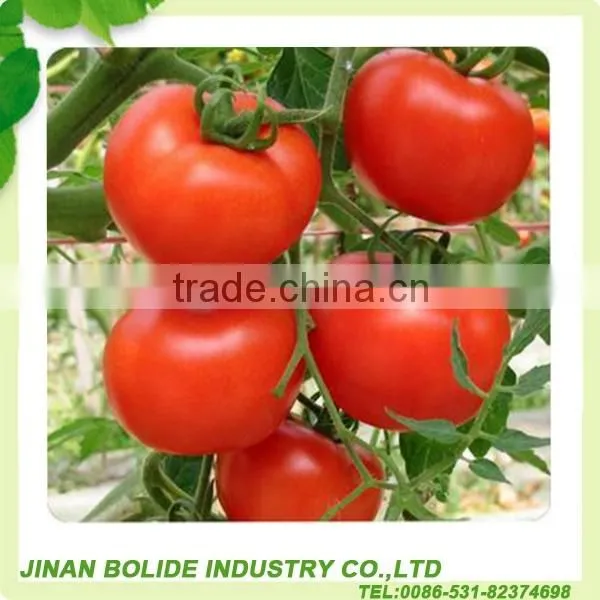 Good taste ketchup sauce are hot selling