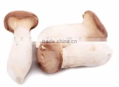 Grade A Dry Boletus Edulis Slice Dry Wild Mushroom