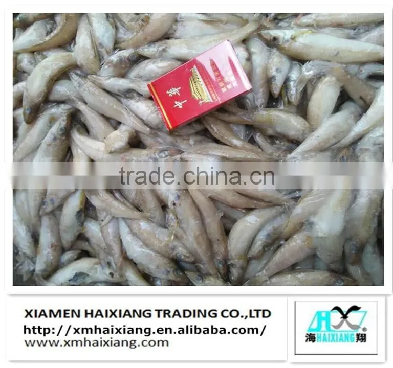 Frozen Silver Sillago fish