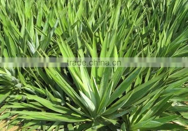 Plant fiber extraction machine