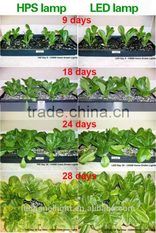 hydroponics growing equipment Big power 864w green room grow tent growing plant lamp indoor