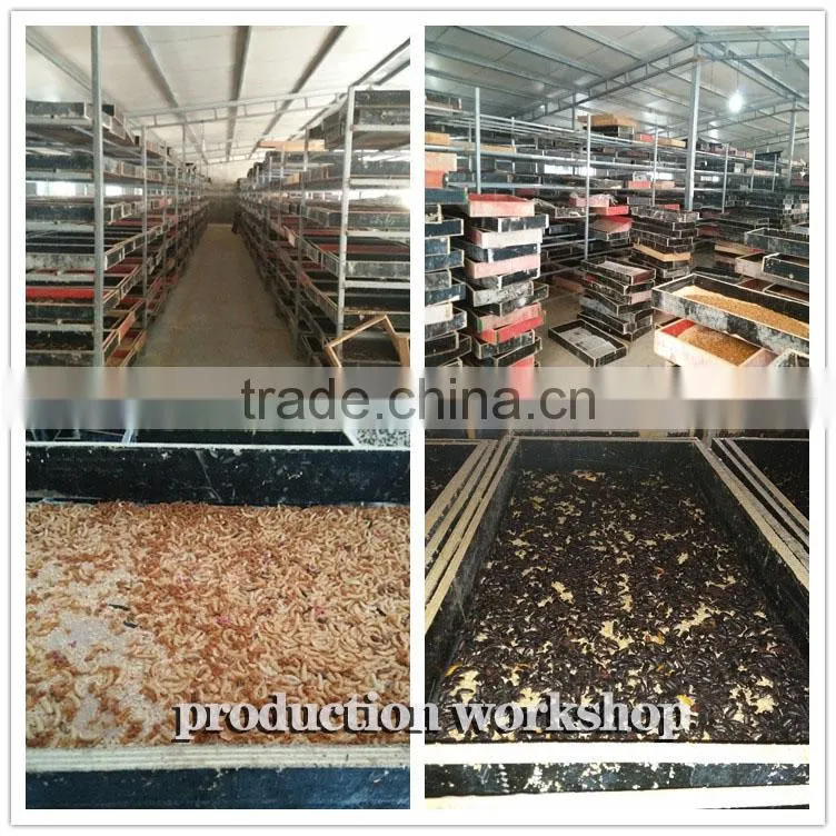Dried Mealworms,Birds Food & aquarium fish food