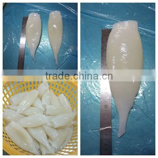 Shishi Zhengyuan aquatic Frozen Illex Squid Tube