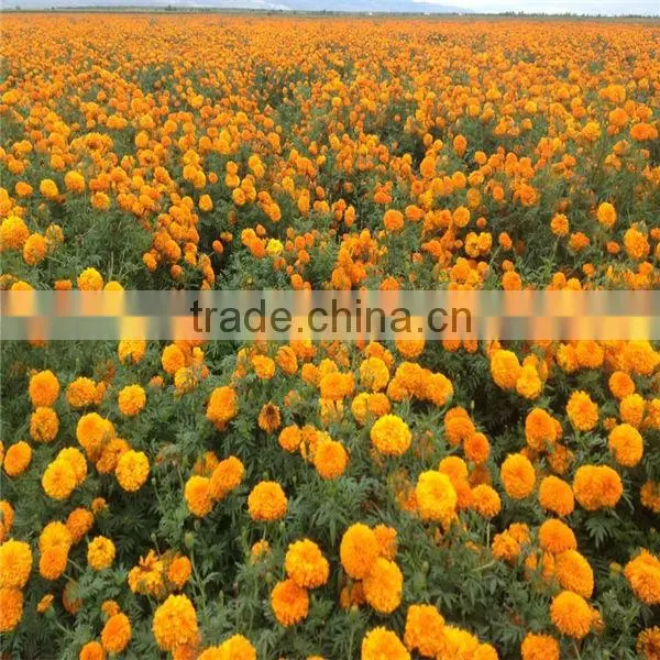 Natural Plant Extract Lutein Powder