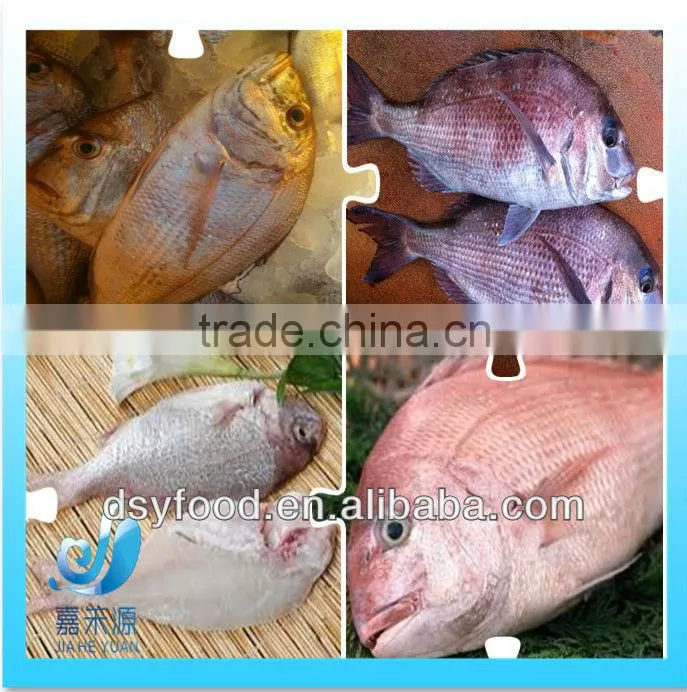 supply new catching fresh whole seabream fish