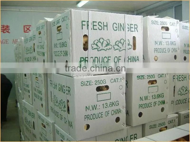 China fresh ginger with lowest price 22kg/mesh bag