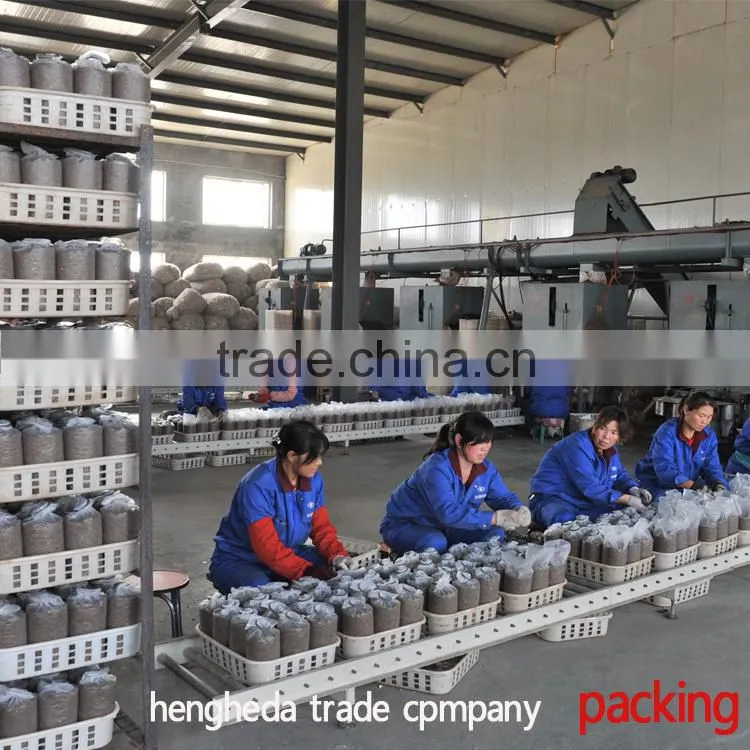 best selling Chinese style fresh mushroom in plastic drums