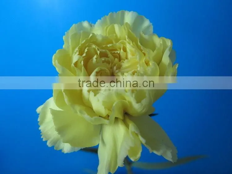 Various hot-sale fresh flower of green carnation flower