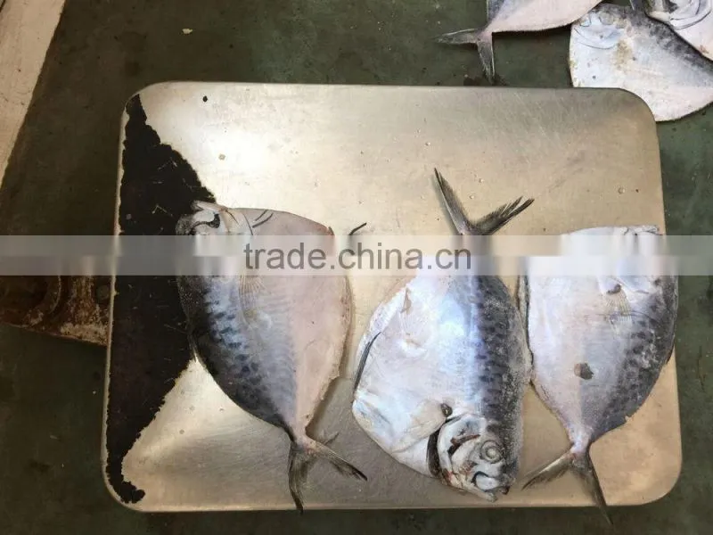 2016 China frozen whole round good quality Moon Fish 150-200g/pcs