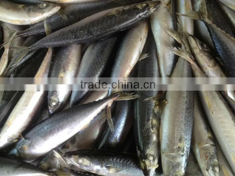 New fishing 200-300g WR frozen mackerel for market
