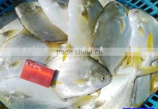 GRADE A Whole Round Frozen Golden/Black/silver Pomfret Fish Pomfret Fish