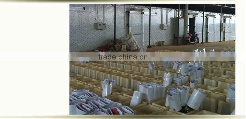 wholesale fresh cut flower of white carnation