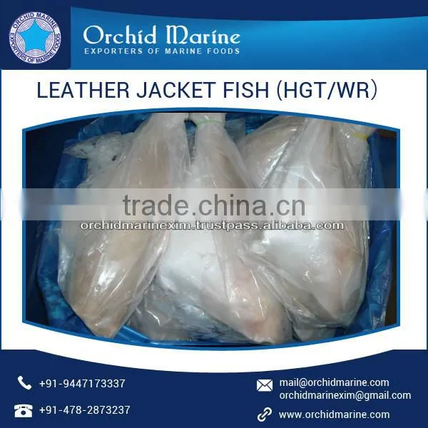 Enhanced Quality High Protein Frozen Leather Jacket Fish