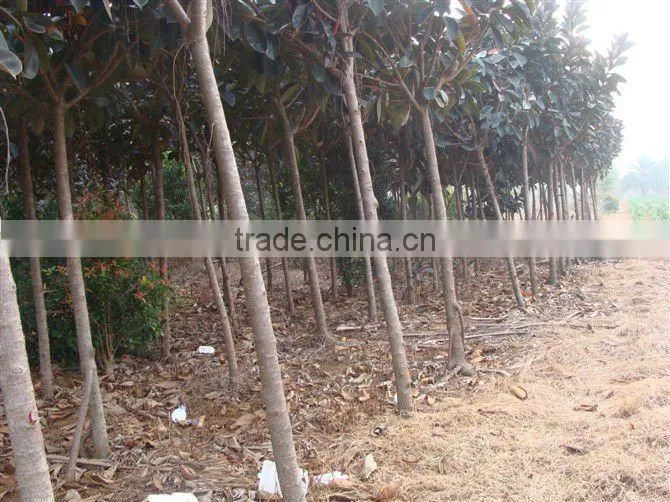 Ficus elastica landscaping trees