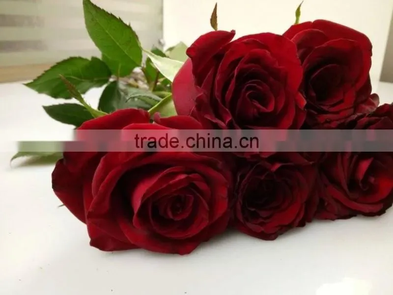 2016 Hot Sale Decorative Rose Flower Valentine's Day Occasion Fresh Cut Rose Flower Single Head