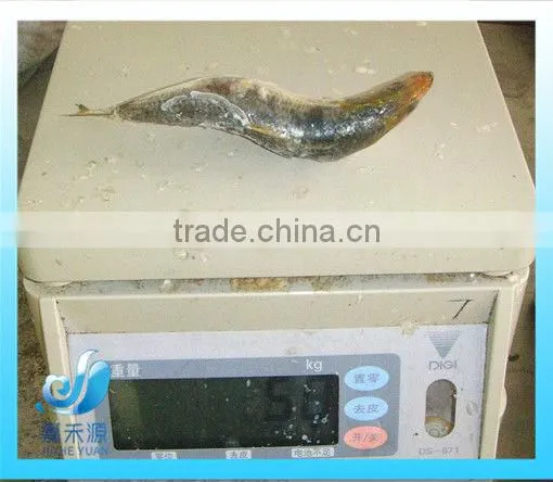 frozen fresh sardine fish for canned fish