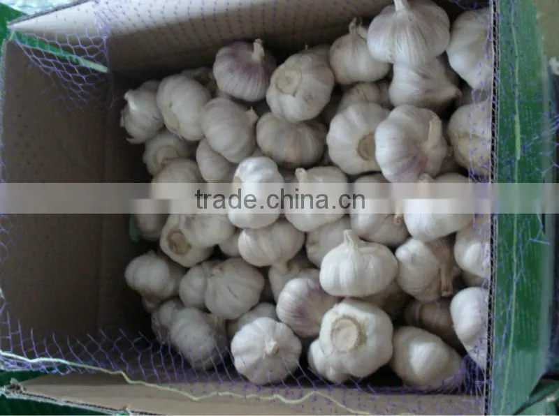 fresh garlic