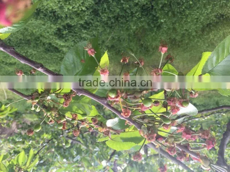 china paper bagged fresh cherries