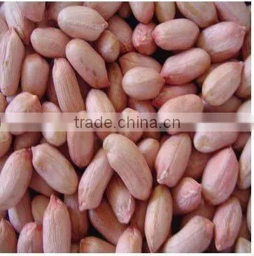 Chinese shandong new crop raw peanut kernels