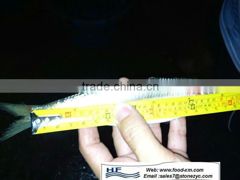 frozen sardine fish