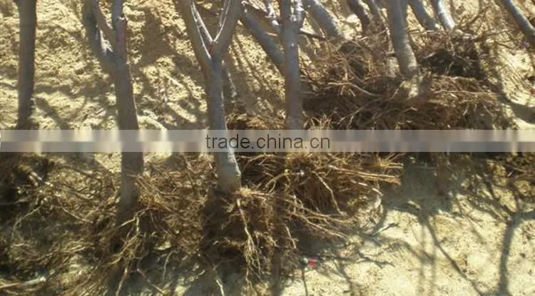 Cherry tree seedling