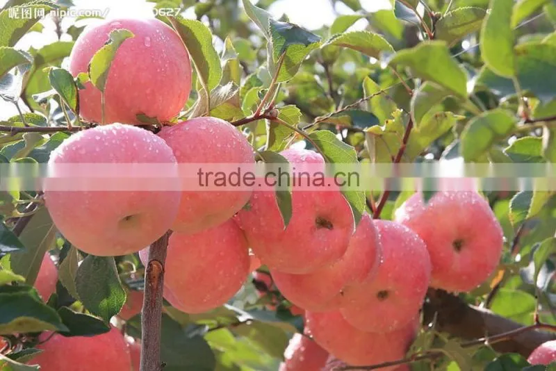 apple disc cutting machine