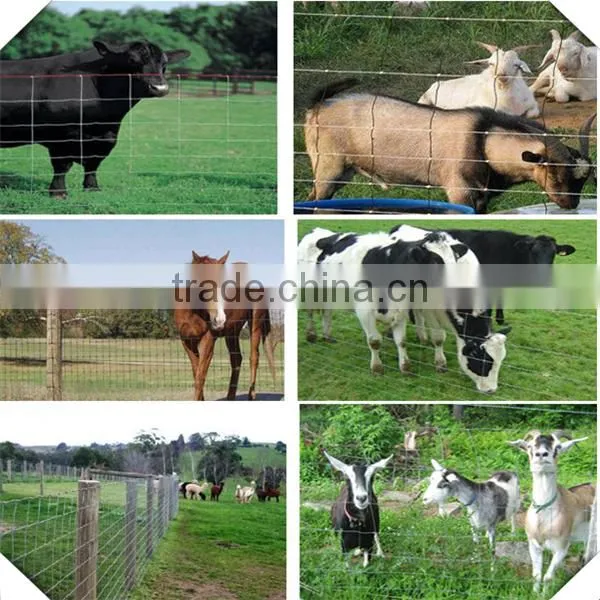 high zinc coated galvanized field fence for sale / galvanized sheep fence for sale