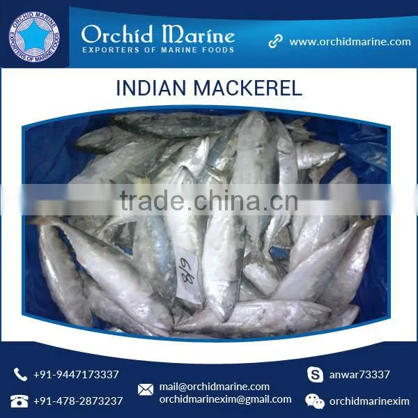 A Grade Good Taste Canned Indian Mackerel Fish Supplier