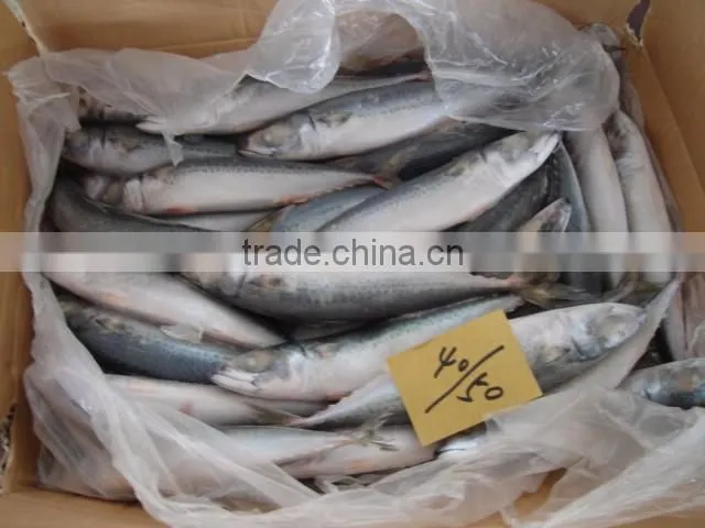 Sea Food Frozen Pacific Mackerel