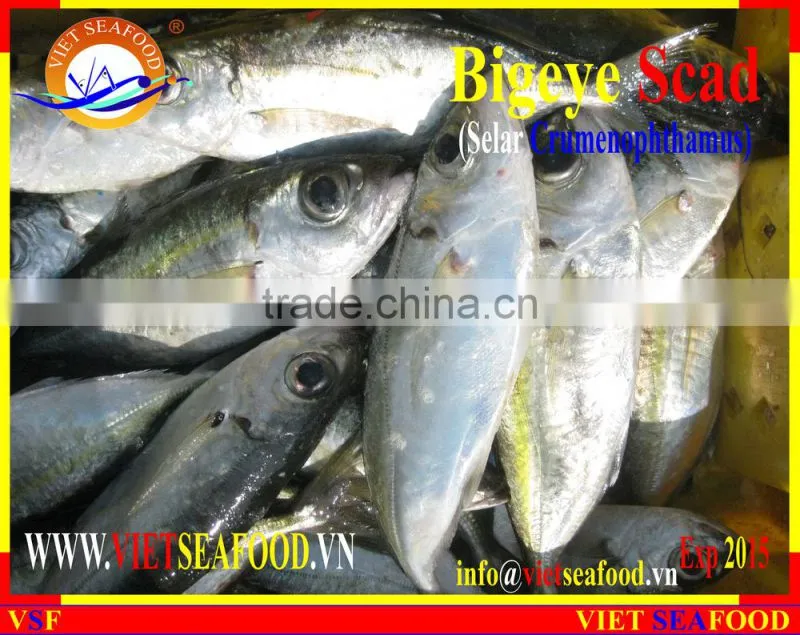 FROZEN BIGEYE SCAD WHOLE ROUND